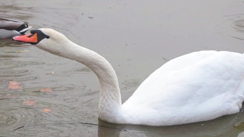 A white swan swims in a pond with ducks. The swan drinks water. Foggy morning on the lake with birds. The swan swims in the water.