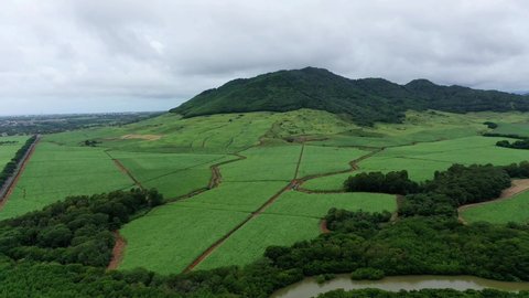 aerial view, Sugar cane fields at Grand Port, ile Chat, Mauritius, Africa