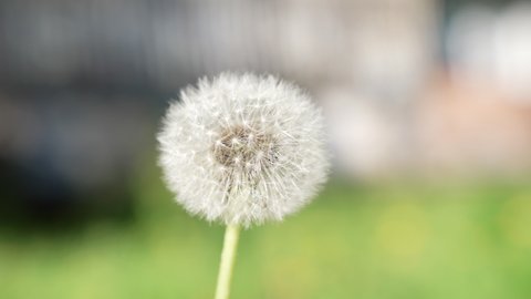 blowball dandelion with white seeds closeup slow motions, nature