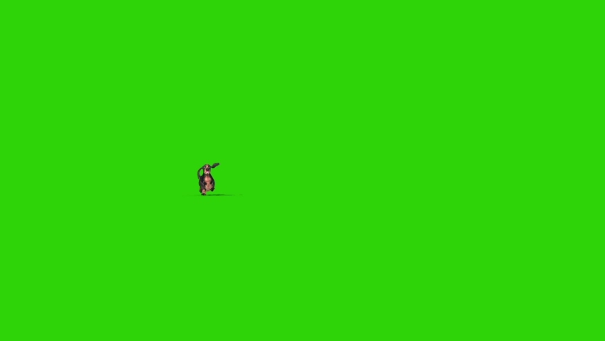 Dachshund Dog Green Screen Run Front 3D Rendering Animation Chroma Key