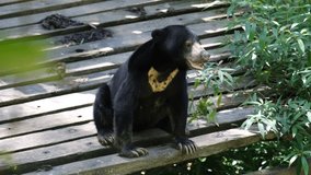 The sun bear is a species in the family Ursidae occurring in the tropical forests of Southeast Asia.