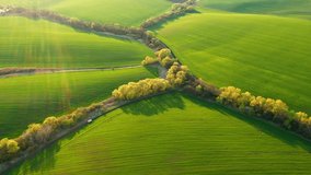 Splendid footage of a green undulating field of agricultural, bird's eye view. Agronomic industry. Agrarian region of Ukraine, Europe. Cinematic drone shot. Beauty of earth. Filmed in UHD 4k video.