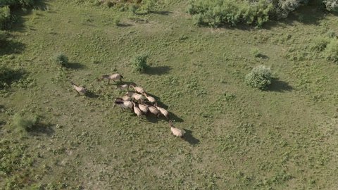 Aerial view, Herd of wild horses grazes on a green meadow. Konik or Polish primitive horse. Follow shot, Slow motion. Ermakov island, Danube Biosphere Reserve in Danube delta, Ukraine