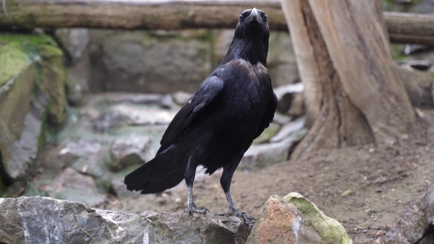 a curious black raven carefully considers the surroundings