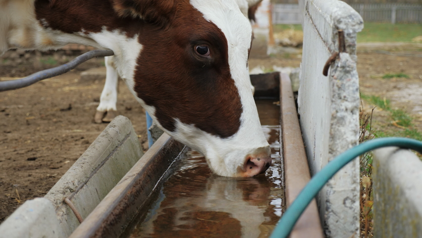 Cow drinking water from a trough at an animal farm in close-up Royalty-Free Stock Footage #1085371901