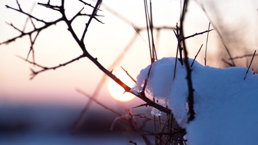 the sun before the end of the day breaking through the plant and slowly melting the snow on the tree