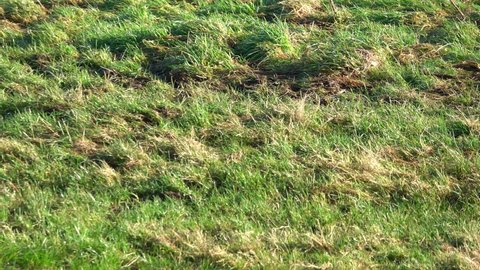 jackdaws (Corvus monedula) hunting for food in winter meadow grass