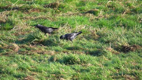 jackdaws (Corvus monedula) hunting for food in winter meadow grass