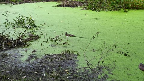 Wild ducks swim on the shore of the pond eat food. Swampy pond with duckweed.
