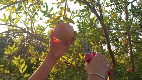 Close up of female farmers hand cuts pomegranates with secateurs from the tree, puts the ripe fruit in the basket. Exotic fruits are not native, cultivated outside, available at their place of origin.