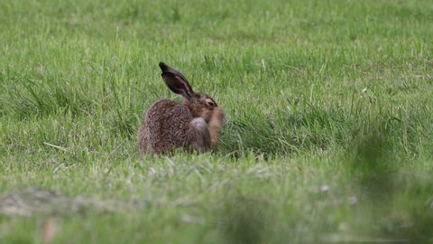 wildlife and wild animals, free living european hare eating on a green meadow, Bavaria, Germany