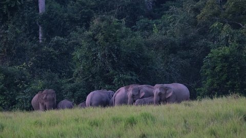 Indian Elephant, Elephas maximus indicus herd outside of the forest on a grasslanding towards the left just before dark in Khao Yai National Park, Thailand.
