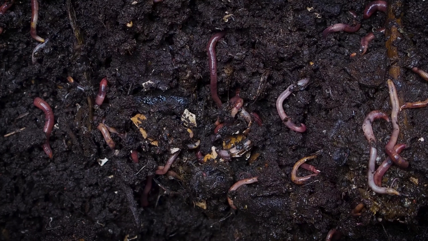 Earthworms and worm castings in black earth top soil for organic composting fertilizer, above shot Royalty-Free Stock Footage #1085380040