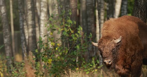 European Bison Or Bison Bonasus, Also Known As Wisent Or European Wood Bison In Autumn Forest 4K close, close up, Copy space.
