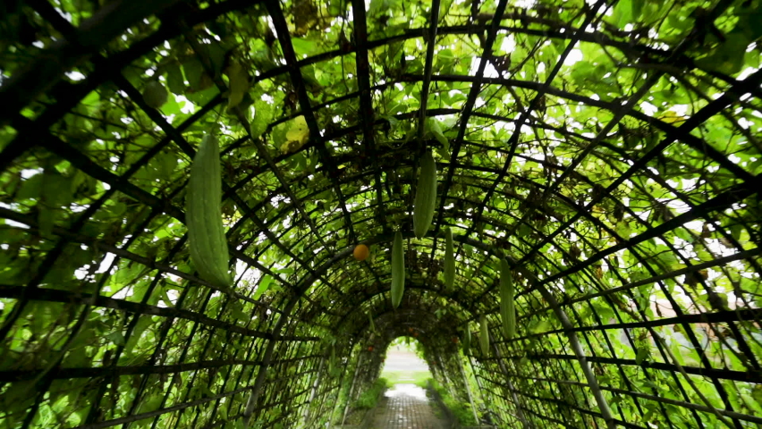 camera moving through A vegetable garden that grows vegetables is a tunnel for walking under.