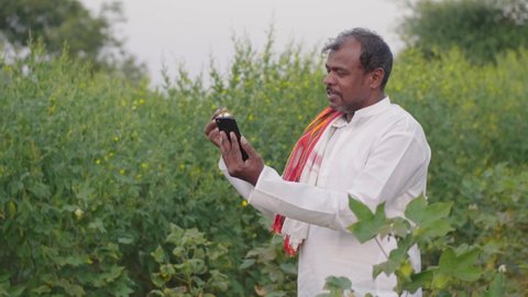 A traditional happy farmer is holding a cotton boll and showing it to the agricultural expert or agronomist on a video call using a mobile phone. Concept of Advancement in agriculture and technology