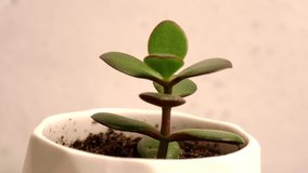 Video young green flower sprout grows in a white pot, stands on a white background and spins in a circle around its axis. Conservation of nature, ecology, vegetarianism, care