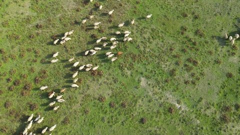 flock of sheeps and lambs. Flock of sheep grazing in the green meadow. Aerial Shot with drone chasing sheep.