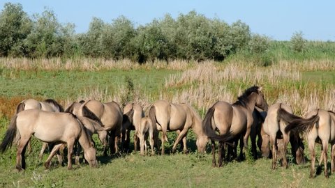 Slow motion, Wild horses mare with a foal grazes in a green meadow. Wild Konik or Polish primitive horse. Ermakov island, Danube Biosphere Reserve in Danube delta, Ukraine