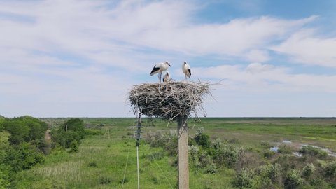 Aerial view, Three young White storks in a nest on a pillar on background blue sky with clouds. White stork (Ciconia ciconia) Moves forwards. Danube Biosphere Reserve, Danube delta, Ukraine