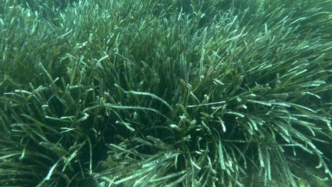 Close-up of dense thickets of marine grass Posidonia. Camera moving forwards over seagrass. Green seagrass Mediterranean Tapeweed or Neptune Grass (Posidonia). Adriatic Sea, Montenegro, Europe
