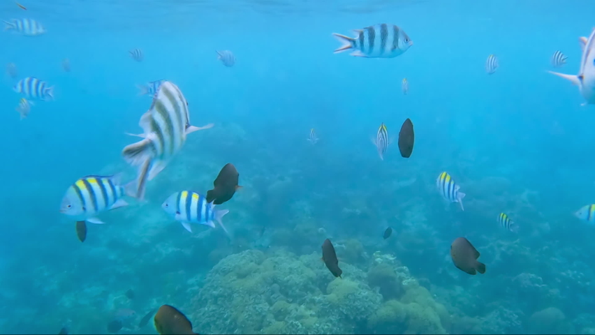 Colorful flock of fish swimming by a coral reef, underwater view, Zanzibar, Africa. Tropical underwater sea fishes. Royalty-Free Stock Footage #1085395130