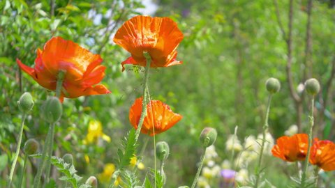 Poppy flowers in the garden in 4k slow motion 60fps