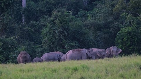 Indian Elephant, Elephas maximus indicus herd huddled together during the afternoon and one in the middle reaches out with its trunk to rest on the back of another, Khao Yai National Park in Thailand.