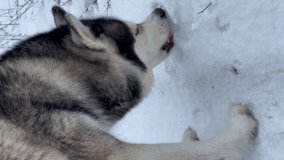 Siberian Husky dog eats ice, sniffs and digs snow with its muzzle. Vertical video close-up