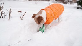 Cute small dog in orange coat clothes digging snow taking blue disk. Shaking the toy and running happy. Enjoying winter and snow. Active funny Jack Russell terrier slow motion video footage