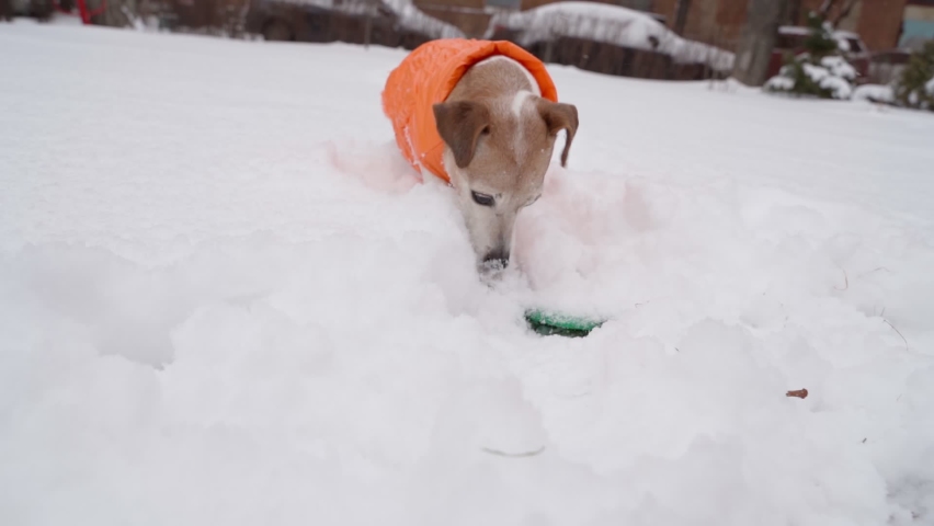 Active small dog in orange warm  clothes intently digging snow pulling out blue rubber disc toy. Funny winter time playing outside. Jack Russell terrier enjoying snow. Slow motion video footage