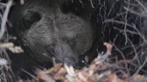 Close-up portrait of bear in the lair. The bear prepares to hibernation.