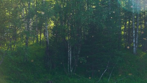 Abundance of midges, mosquitoes and other insects in the Siberian taiga