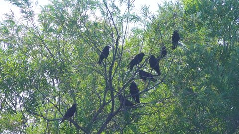 A flock of Eastern (Chinese) subspecies of rook, Eurasian rook (Corvus frugilegus orientalis)
sitting on a willow. These rooks  are from Eastern Siberia