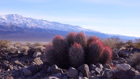 Cacti in the California desert. (Echinocactus polycephalus), Cannonball, Cottontop Cactus, Many-headed Barrel Cactus - Powered by Shutterstock - Get 15% off with code: PIKWIZARD15