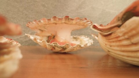 Live bivalve mollusks with half opened shells on table