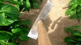 Video of a man digging with a hoe working in his field. The farmer loosens the soil in the field. Tillage, plant care, crops. working in the garden. 