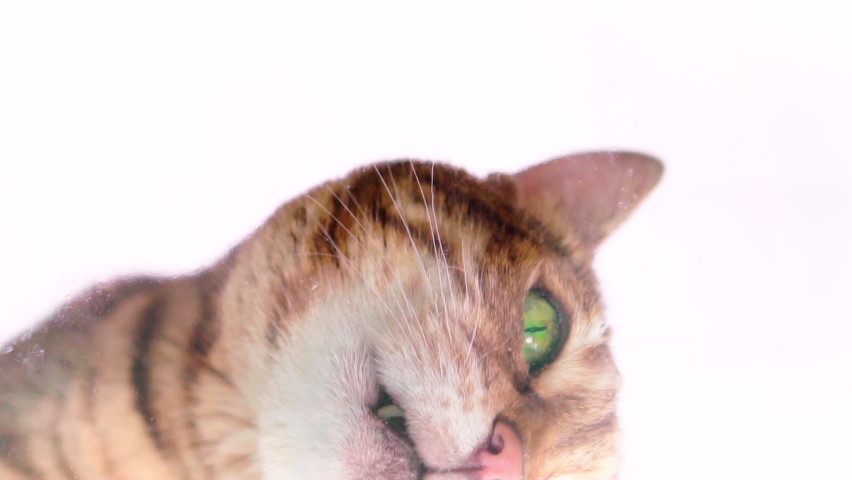 Bengal cat licking water from glass. Creative idea, unusual view. Shot at 120 fps from the bottom up through transparent glass. Royalty-Free Stock Footage #1085421791