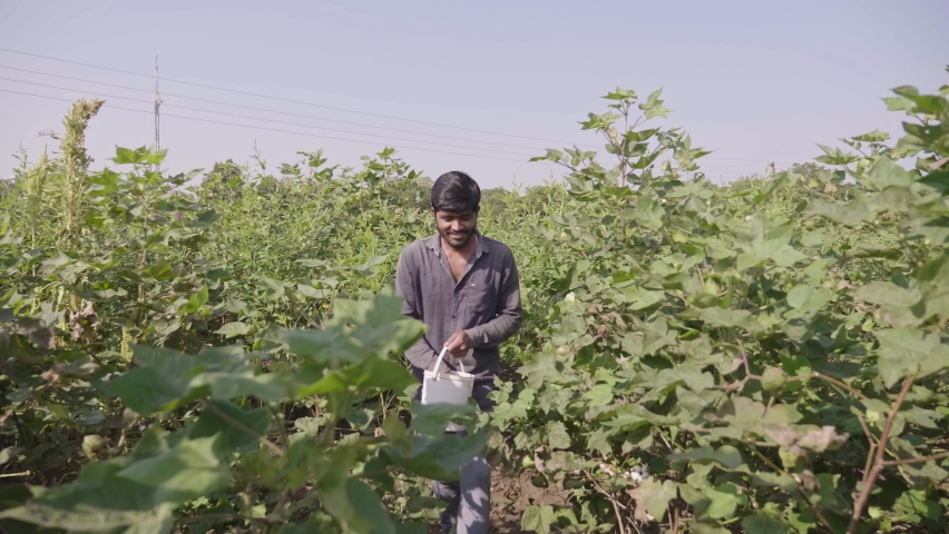 A young Indian South Asian male farmer walking in an agricultural field with a bucket to put dried chemical fertilizers on the root of the plant at the cotton cultivation in a broad daylight Royalty-Free Stock Footage #1085428466