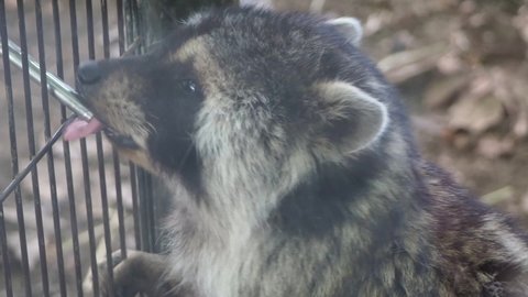 Video of cute Ezo raccoon dog　drinking water