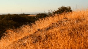 dry grass savanna with blue sky background,yellow wild grass,dry grass footage clip hd
