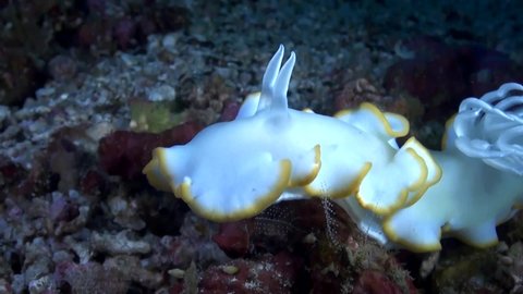 
Ardedoris Egretta Nudibranch - Macro - Philippines