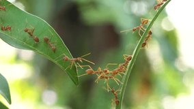 Ant bridge unity team,Concept team work together,Video footage show sacrifice of ant
