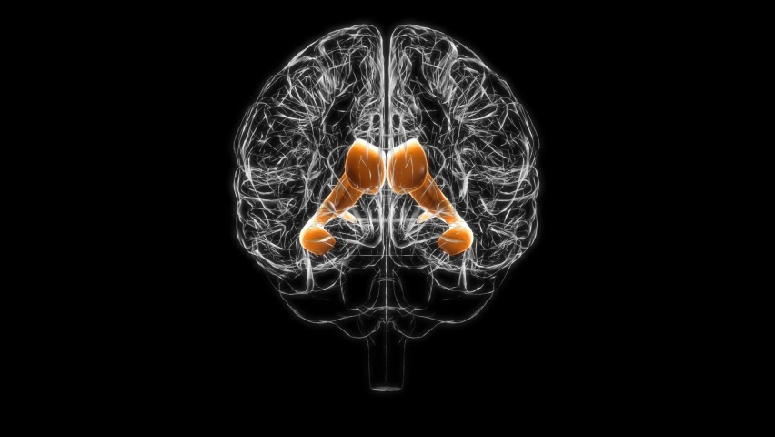 The brain 12