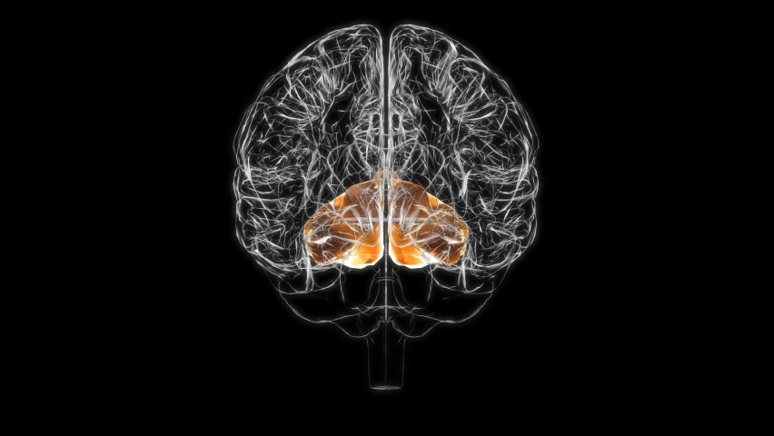 Reading in the brain. Reading in the brain