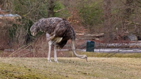 The common ostrich, Struthio camelus, or simply ostrich, is a species of large flightless bird native to Africa. It is one of two extant species of ostriches