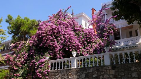 Ornamental bush covered with bright purple flowers, beautiful view of a typical Prince Island mansion from street. Rich colors and antique spirit along alley of Buyukada Island, Istanbul landmark area