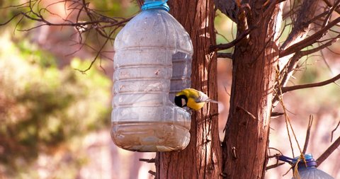 Titmouse Bird Drinks Water From Bottle in Winter Park Forest. Parus Bird Close Up. Birds Protection and Cold Season Relief Concept