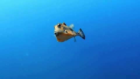 A boxfish filmed while diving in tropical waters.