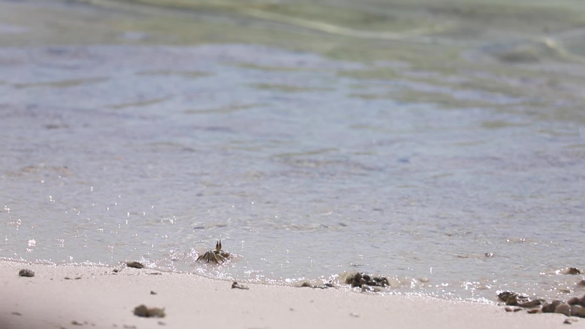 Horned ghost crab, Ocypode ceratophthalma